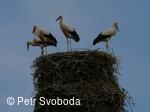 Hnízdo čápa bílého v Bělotíně