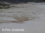 Rozvodnění Doubravy 11.5.2010